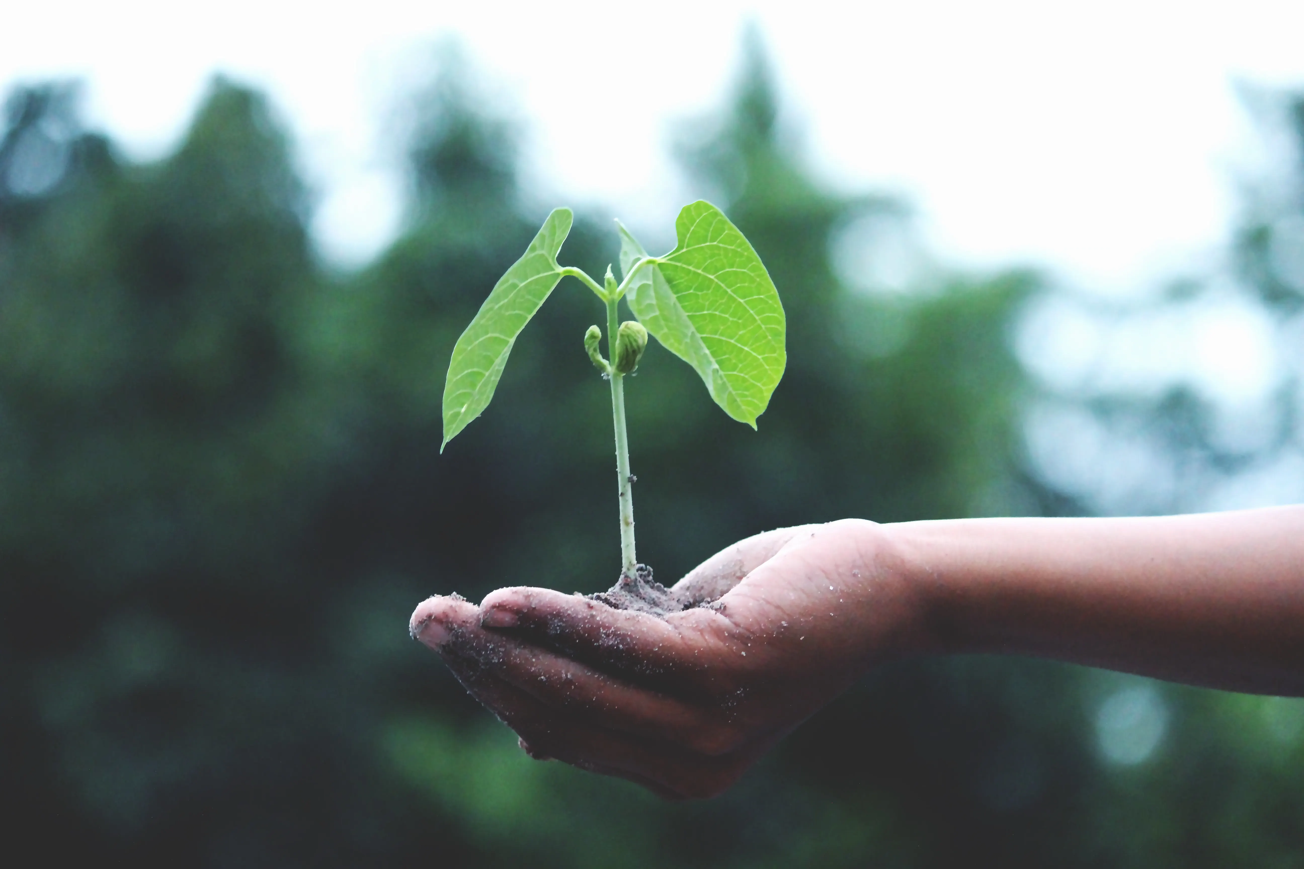 Área verde recuperada em projeto de sustentabilidade urbana